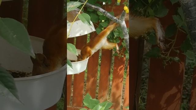 В птичьей кормушке смотреть онлайн