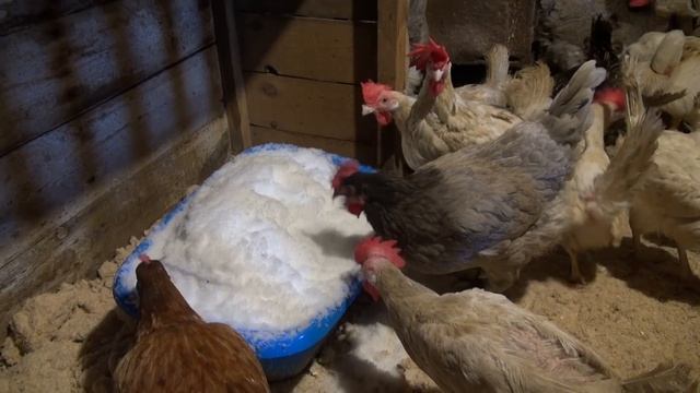 Сколько денег 70 Кур несушек приносят в месяц. смотреть онлайн