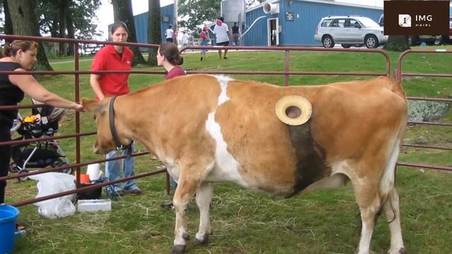 Шок!!! Невероятные Швейцарские коровы! Вкуснейшее Альпийское молоко!!!! смотреть онлайн