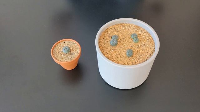 How To Water Peyote Cactus