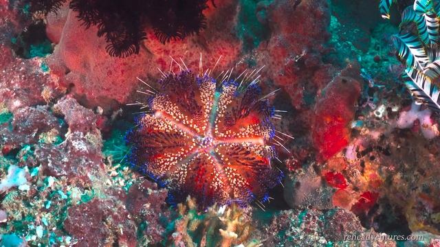 Diving in Sabang, Puerto Galera, Philippines - Feb 2023 смотреть онлайн