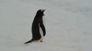 Как передвигаются пингвины?