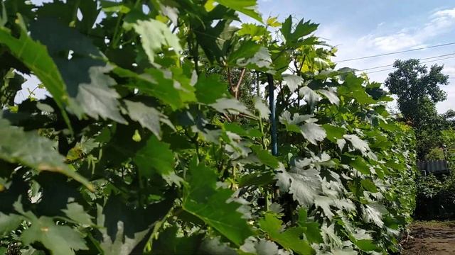 Фиксация побегов винограда к верхней проволоке шпалеры. смотреть онлайн