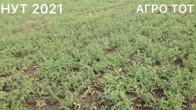 Нут 2021 Заховит Мексика опыт выращивания АГРО ТОТ смотреть онлайн