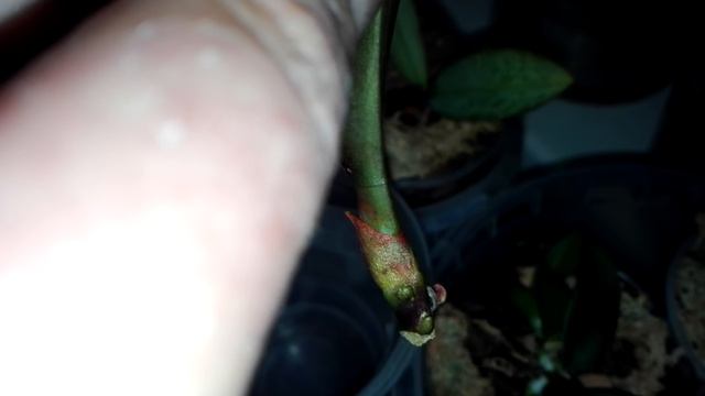 Орхидея реанимашка ЛАЙМ смотреть онлайн