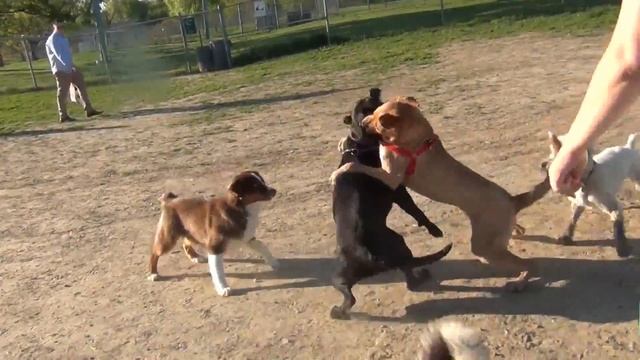 Dog Park Survival Guide смотреть онлайн