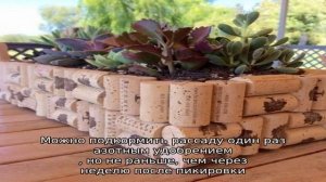 Выращивание флоксов из семян: все тонкости процесса