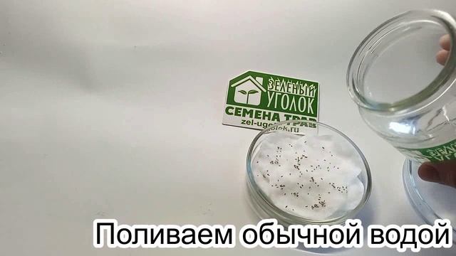 Тимофеевка: как выглядят всходы