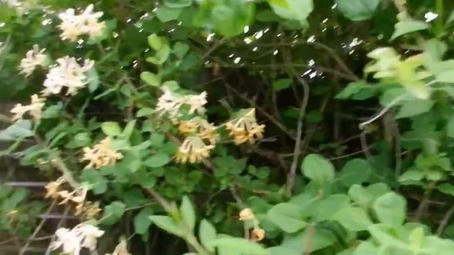 В Моём Саду "ЖИМОЛОСТЬ КАПРИФОЛЬ и БЕРЕСКЛЕТ". IN MAY GARDEN "Honeysuckle Caprifolus" смотреть онлайн