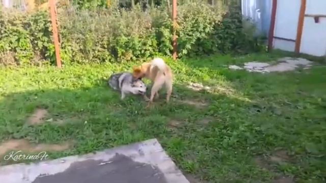 АЛЯСКИНСКИЙ МАЛАМУТ И ДРУЗЬЯ