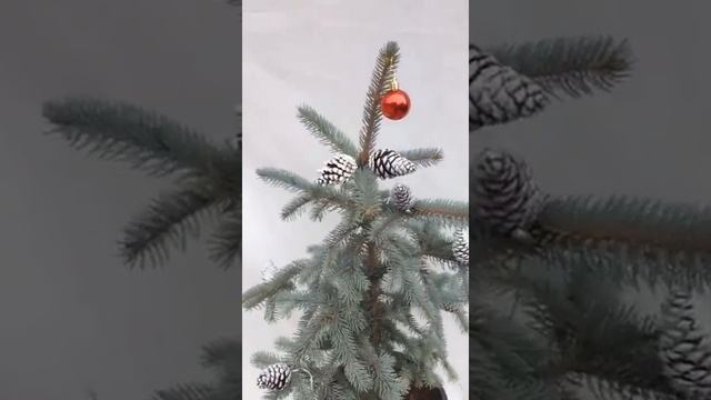 Aşılı Mavi Ladin (80-100 CM) (PİCEA PUNGENS GLAUCA "HOOPSİİ") смотреть онлайн