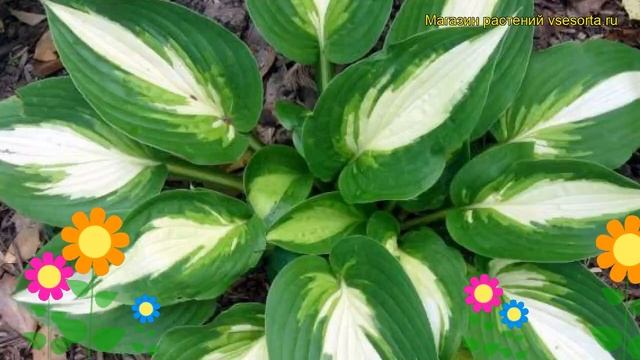 Хоста гибридная Энн Кульпа. Краткий обзор, описание характеристик hosta hybrida Ann Kulpa смотреть онлайн
