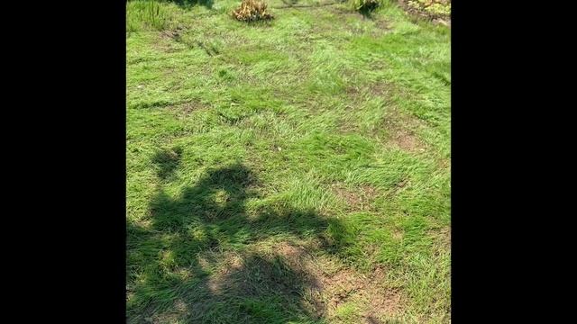 Хитрости выращивания английского газона. смотреть онлайн