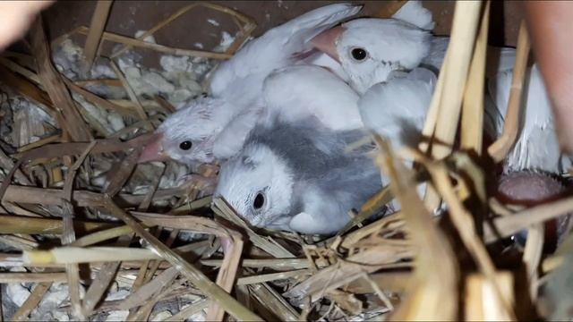 Java sparrow Breeding update in Tamil Episode 13 смотреть онлайн