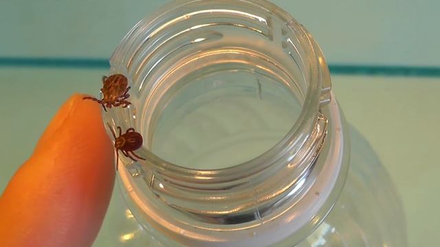 В Дагестане ежегодно регистрируется заболевание Крымской геморрагической лихорадкой смотреть онлайн