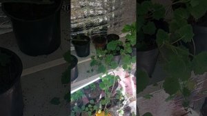 Лофос.Посадка,уход,черенкование.Часть 2