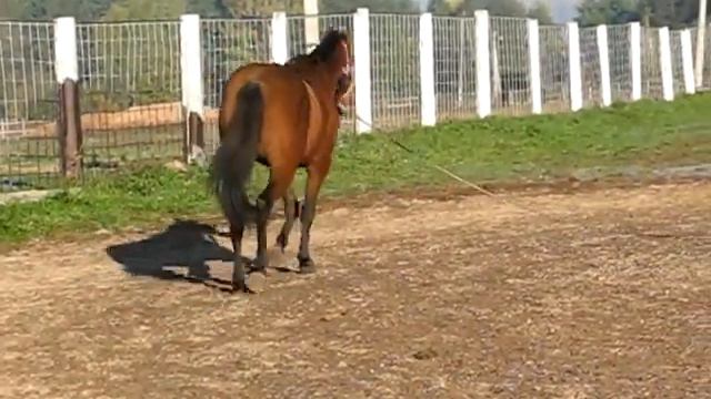Рысь шамбон, хождение рядом.wmv смотреть онлайн