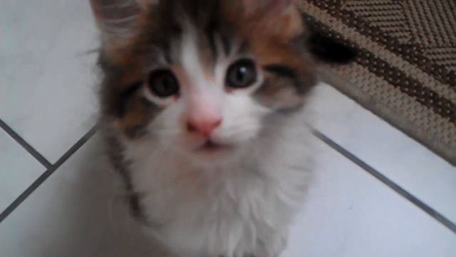 Main Coon Kater 3 смотреть онлайн