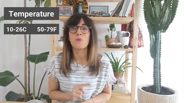 African milk tree care | Euphorbia Trigona смотреть онлайн