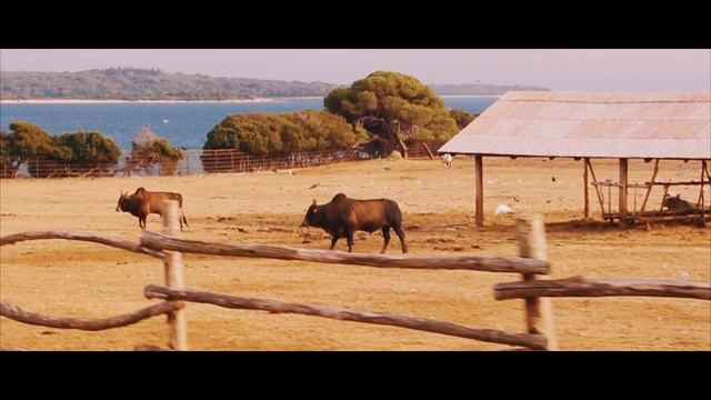 Visit National Park Brijuni - Croatia смотреть онлайн