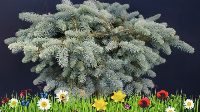 Ель энгельмана (thomschke) ? Обзор: посадка и уход. крупномеры ели : описание и особенности