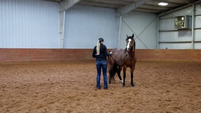 Creating a calm horse - Colt Starting Series | Nala's journey Part 1 смотреть онлайн