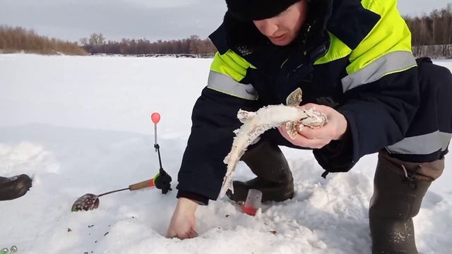 Хорошая рыбалка получается, поймал отпустил, хариус в своём репертуаре. смотреть онлайн