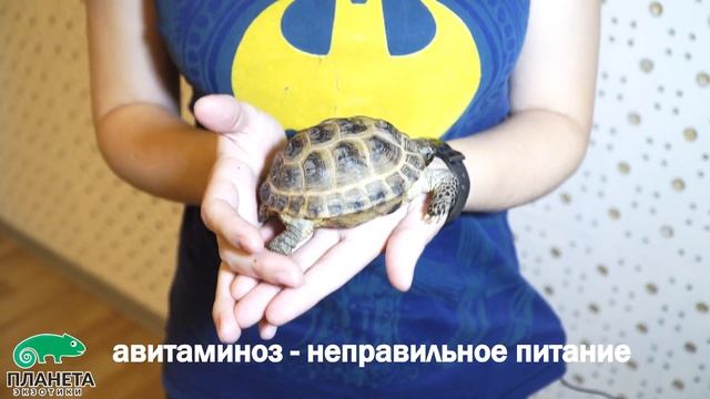 Болезни среднеазиатских черепах. Грубейшие ошибки в содержании смотреть онлайн