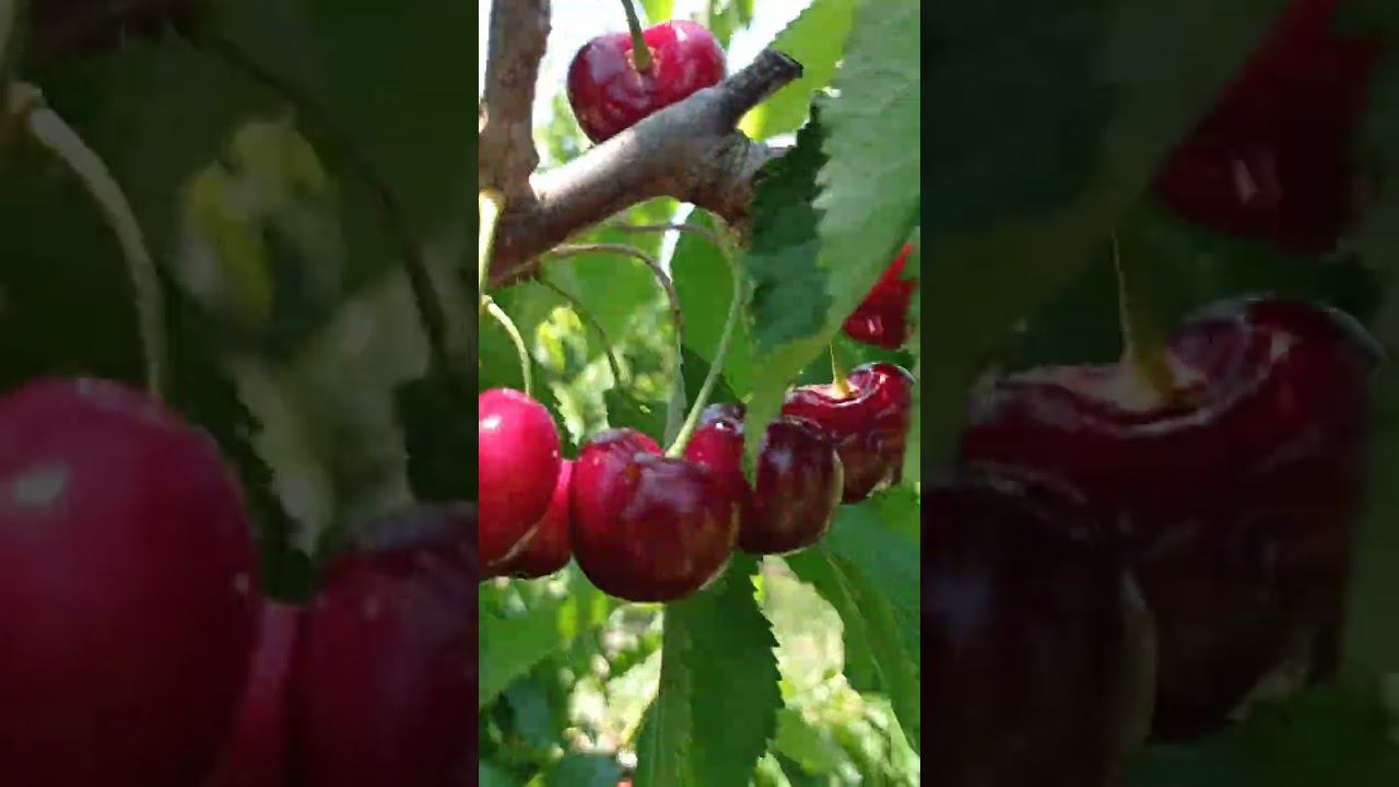 черешня сорта Джорджия (Giorgia) смотреть онлайн