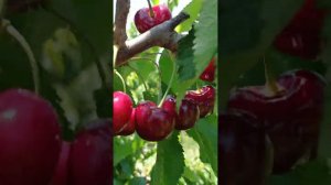 черешня сорта Джорджия  (Giorgia)