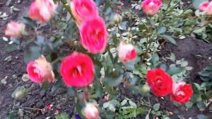 Шоне Кобленцерин (Schone Koblenzerin) в ноябре