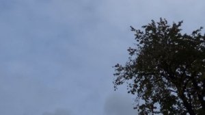 Рассказываю про породу голубей-касаны 2 ч. / 30.10.2016