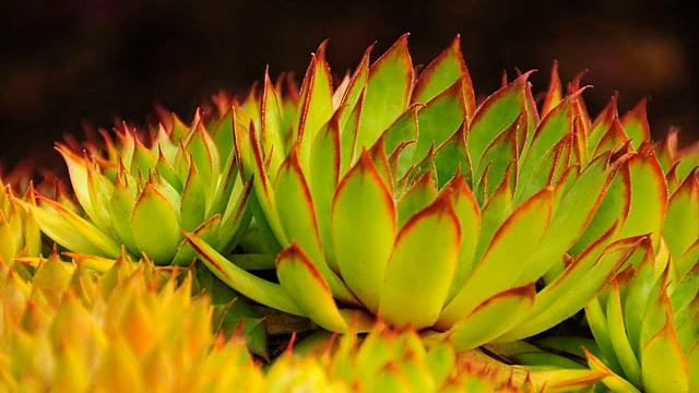 BONA KIMO Cveke So Ljubov