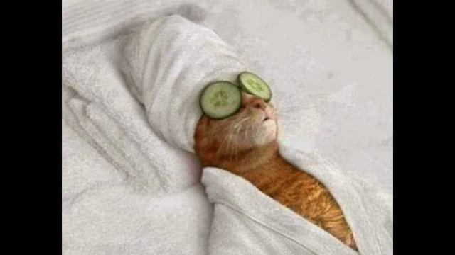 животные милашки смотреть онлайн