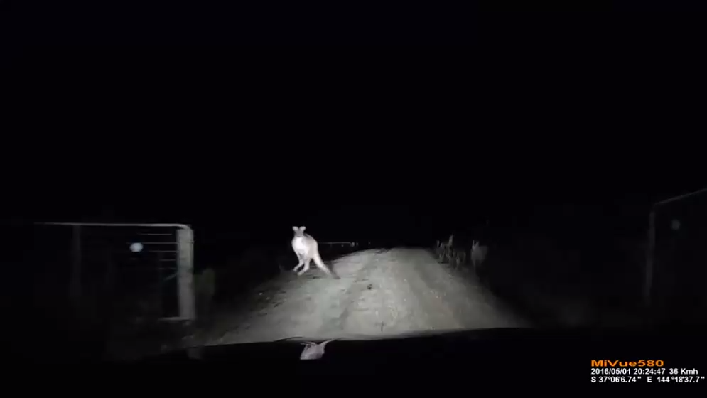  Ох уж этот кенгуру! смотреть онлайн