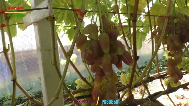 Виноград Беларуси. Г.Ф. Дубовский розовый. смотреть онлайн