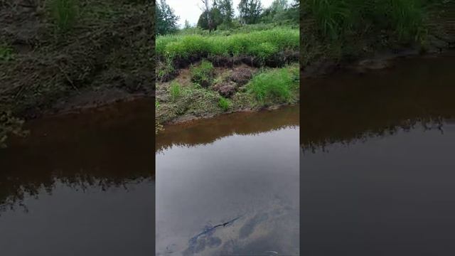 лесная река Коми Сыктывкар красота смотреть онлайн