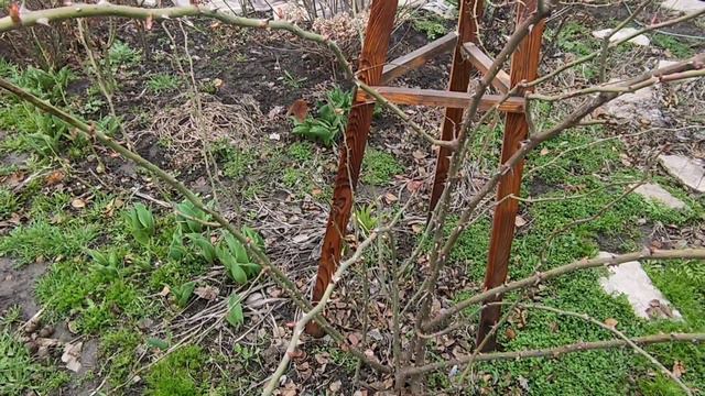 -23 зимовка роз без укрытия, гортензий крупнолистных (Ч.2) смотреть онлайн