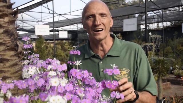 Plant van die week is die Primula malacoides of Sleutelblomme. смотреть онлайн