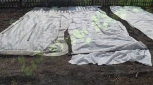 Как посадить редис в открытый грунт весной