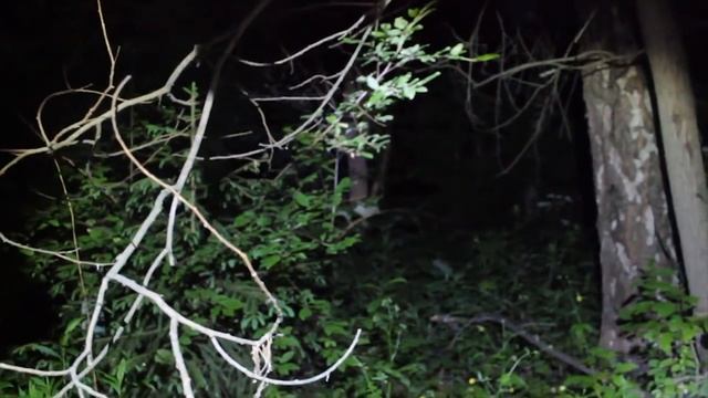 Плачь Ребенка В лесу| Леший| Жуткие Звуки В Лесу смотреть онлайн