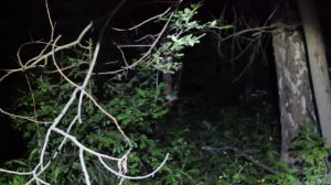 Плачь Ребенка В лесу| Леший| Жуткие Звуки В Лесу