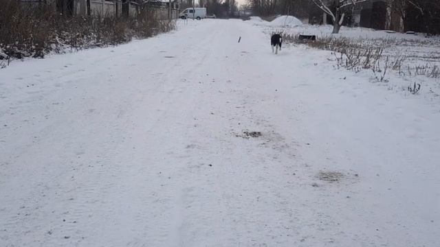 Щенок бордер колли # первый снег # прогулка⛄❄☃️