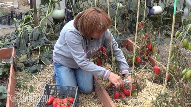 какой сорт томатов лучше смотреть онлайн