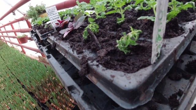 Еврочеренок,посадка смотреть онлайн