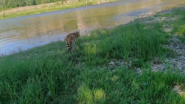 СЕРВАЛ точит когти о большое дерево/Утро на реке/ГУЛЯЕМ смотреть онлайн
