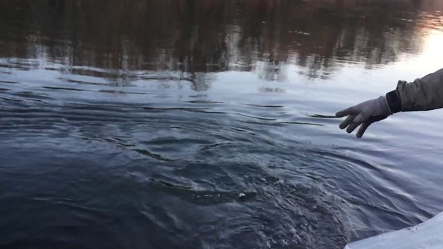 Catch & Release! Hucho Taimen (Fly Fishing Closed Season Fall-2014)