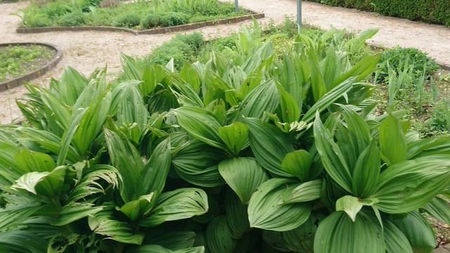 Монастырский сад Асмильд, Дания