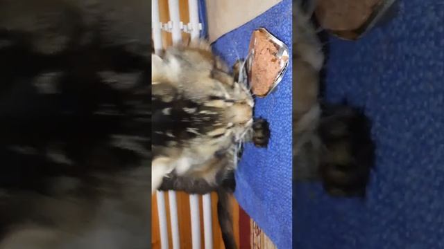 ? Быстрый ужин кота д-79 Паштет индейка, утка смотреть онлайн