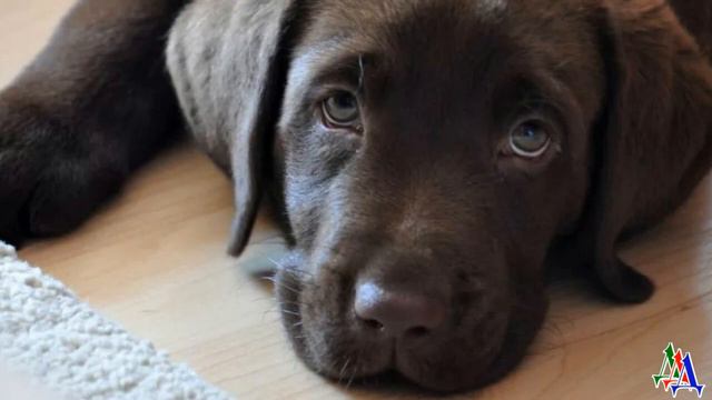 ДИК 18 «Таня, Дик пропал! Мы пошли гулять! Он был на площадке и вдруг исчез! Таня, беги домой!» смотреть онлайн